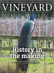 Vineyard - 04.2025