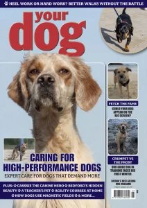 Your Dog - 03.2026