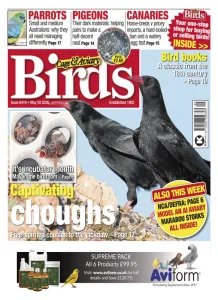 Cage & Aviary Birds - 20.05.2026