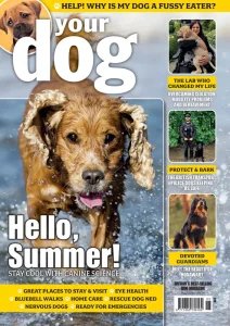 Your Dog - 05.2026