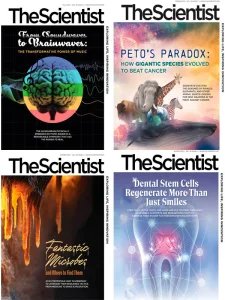 The Scientist - 2025 Full Year