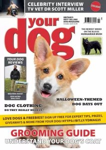 Your Dog - 10.2025