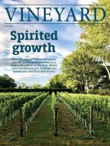 Vineyard - 06.2025