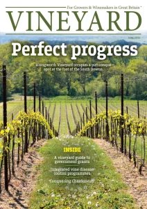 Vineyard - 06.2026