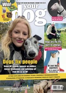 Your Dog - 10.2026